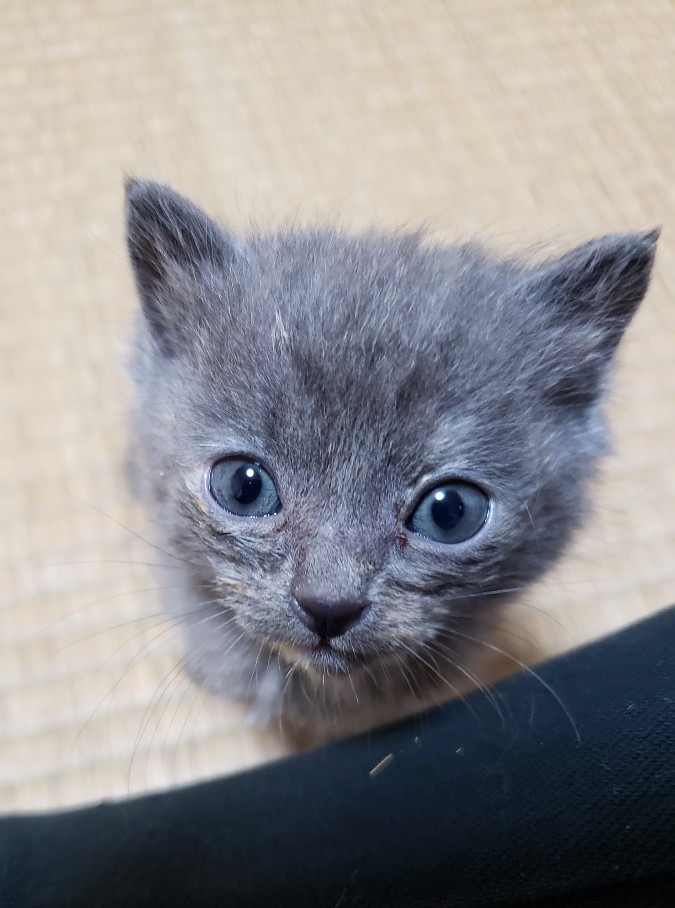 子猫を保護しました