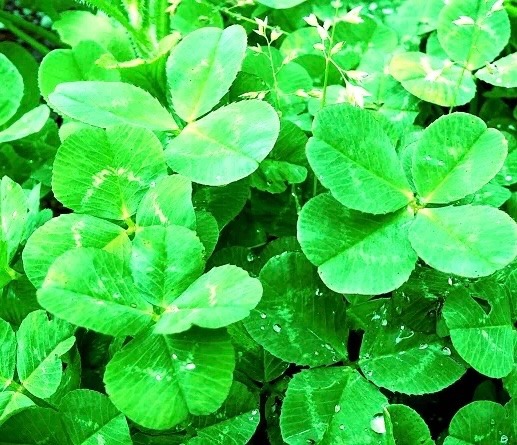 映画「CLOVER」の感想